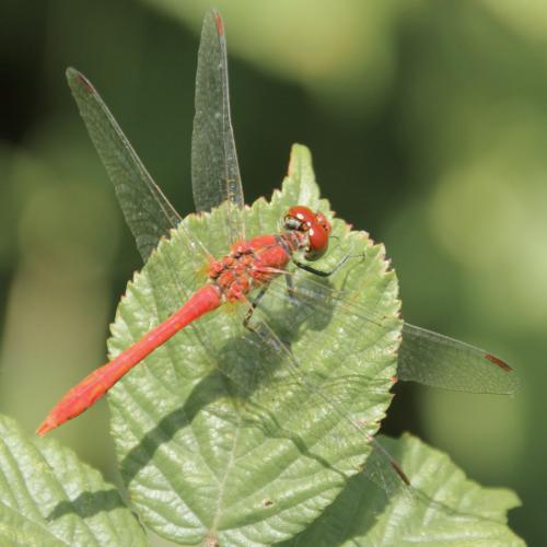 Sympetrum sanguineum